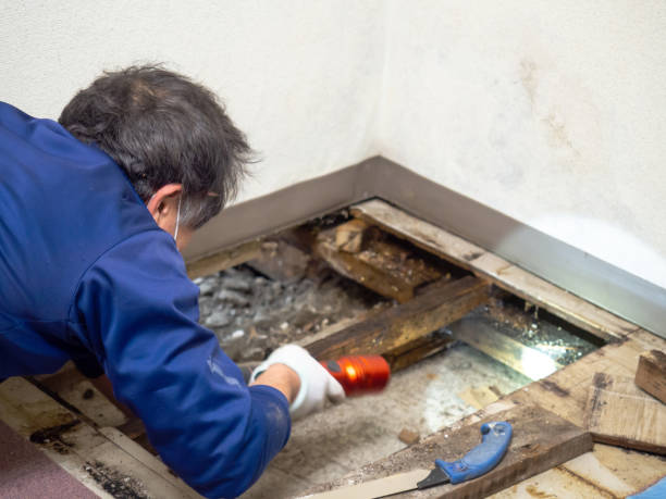 Best Industrial Mold Remediation in Menands, NY